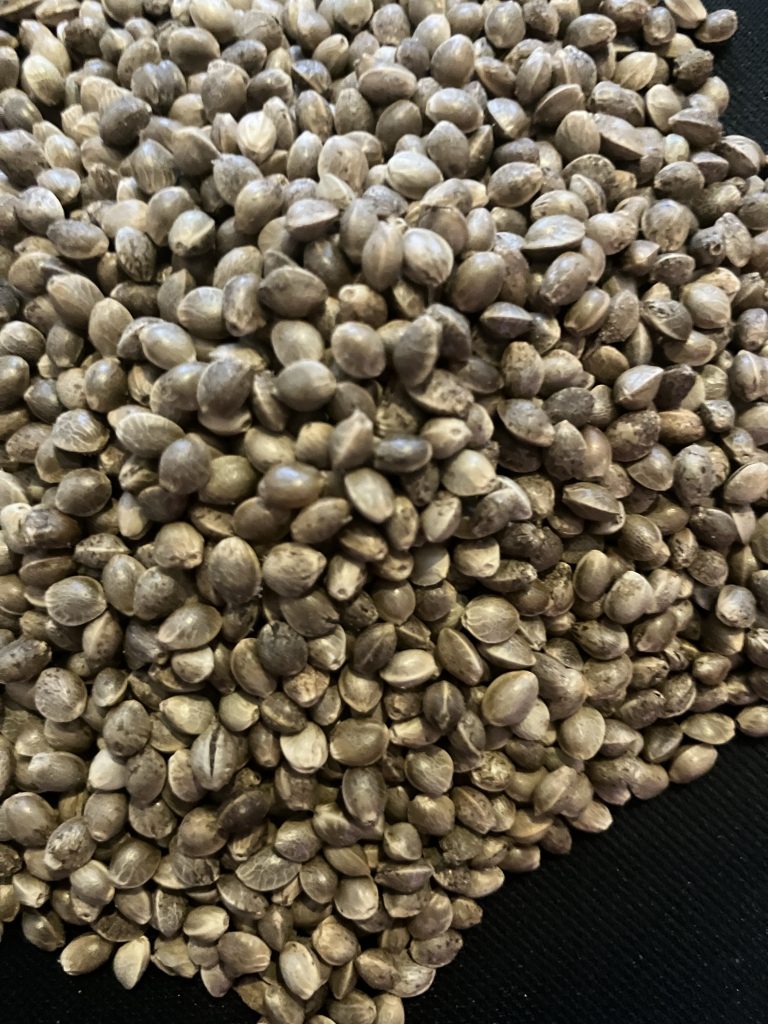 Hanfkörner 100% Bio Plantage